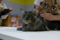 Выставка кошек Амурский кот 25.05.2024г._209