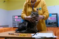 Выставка кошек Амурский кот 25.05.2024г._73